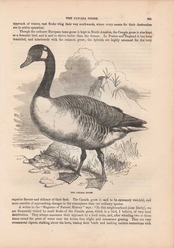 Canada goose branta - canada,