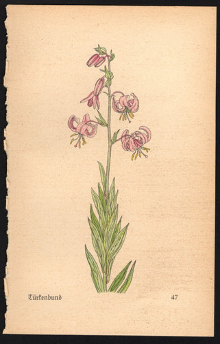 1930 tiny woodcut botanical - 1930,