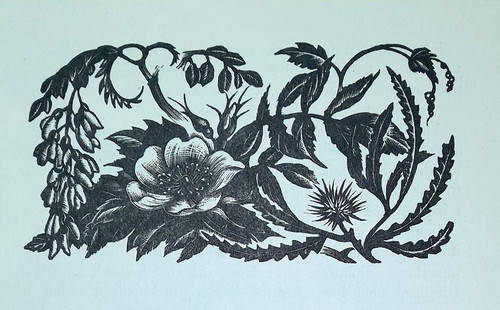 Leighton flower rose thistle - leighton,