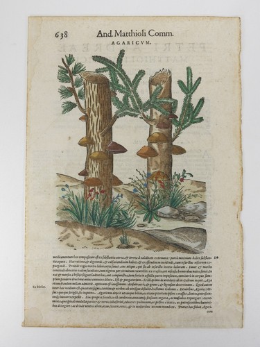 Mattioli comm agaricum - mattioli,