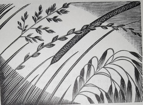 Oldham grass grasses print - grasses,