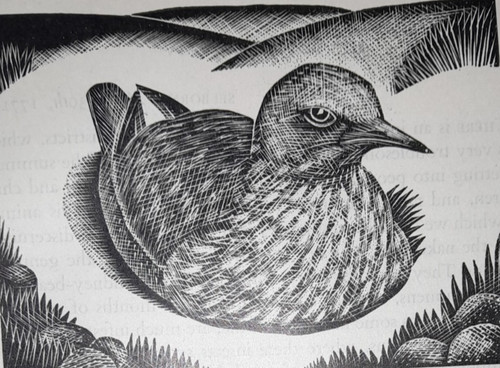 Oldham stone curlew bird - stone, print