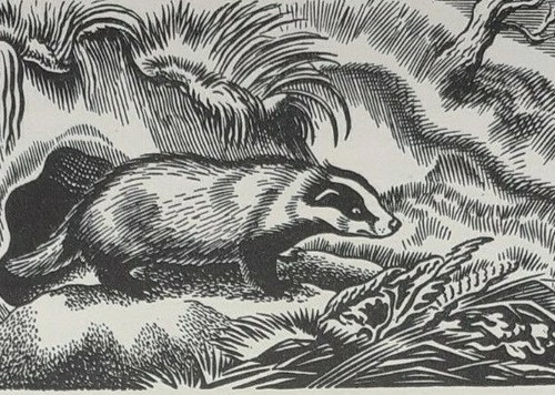 Webb badger sett print - badger,