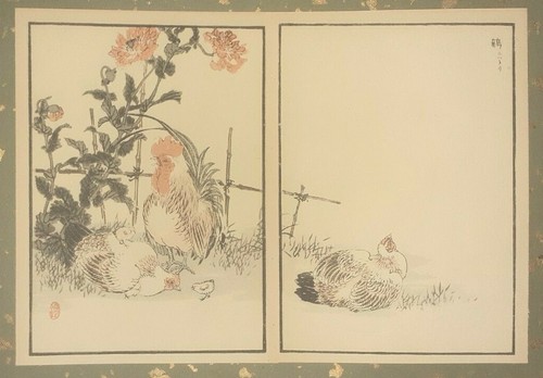Cock hen chicks japanese - chicks,