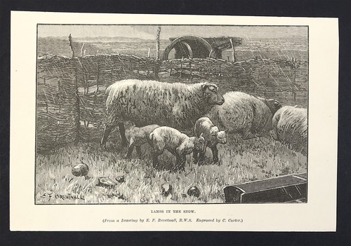 Brewtnall woodcut lambs - brewtnall,