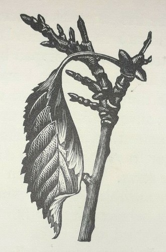 Cherry twig leaf - leaf, print