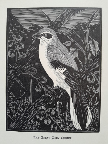 Daglish grey shrike - shrike, print