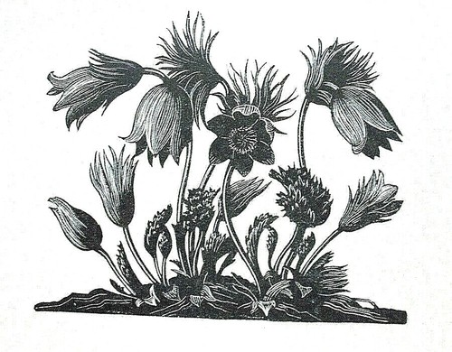 Pasque flower anemone - pasque, flower,