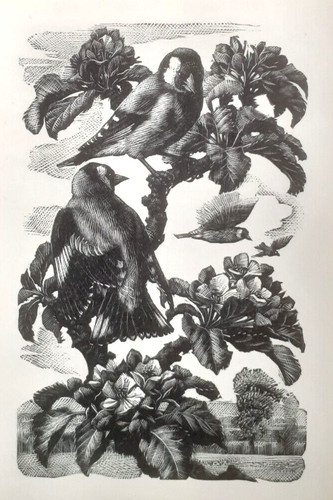 Tunnicliffe goldfinch - tunnicliffe,