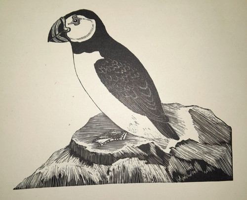 Daglish puffin bird print - daglish, of