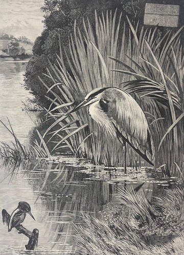 Reserved fishing woodcut 1873 - reserved,