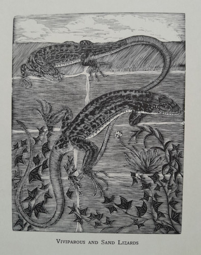 Daglish lizard lizards reptile - lizard,