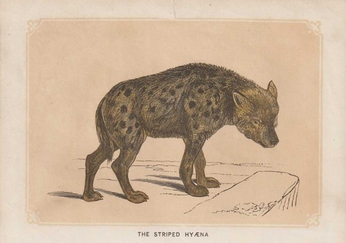 Spotted hyena crocuta - hyena, (crocuta
