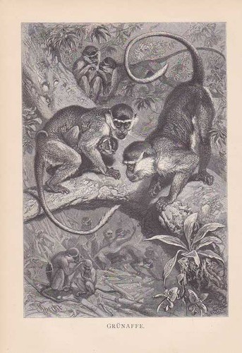 Green monkey chlorocebus - green,