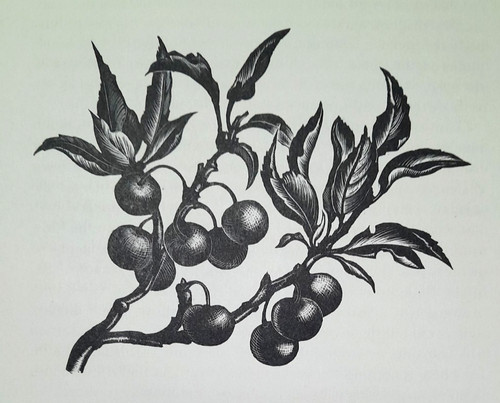 Leighton cherry cherries print - cherries,
