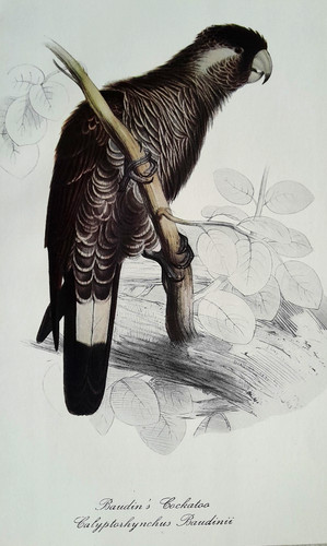 Edward lear cockatto baudin - lear,