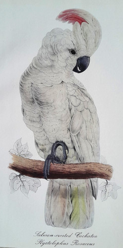 Edward salmon cockatoo parrot - edward,