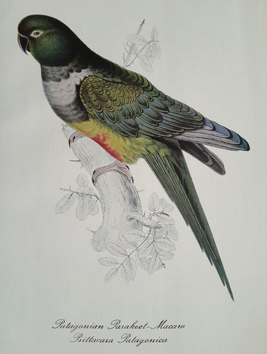 Edward patagonia parakeet - edward,