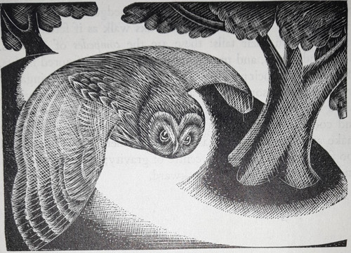 Oldham owl bird print - oldham,