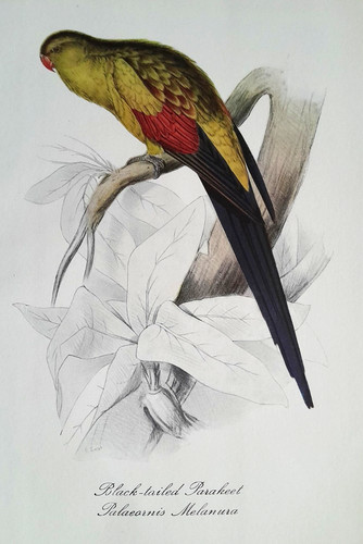 Edward lear parakeet parrot - edward,