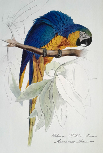 Edward lear macaw parrot blue - lear,