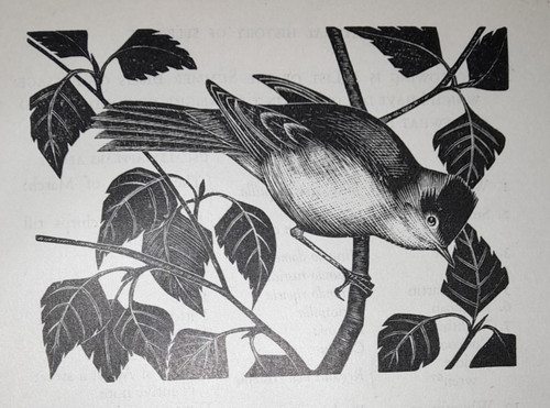 Oldham blackcap bird - blackcap,