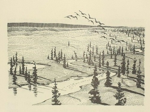 River plain pines flock of - &,