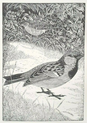 Sparrow daglish bird print - sparrow,