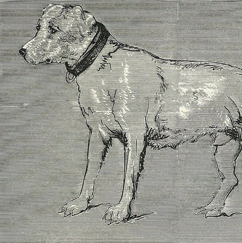 Brutus edwin landseer 1869 - edwin,