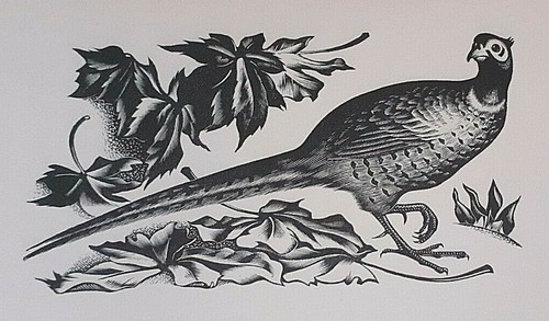 Miller parker cock - cock, pheasant
