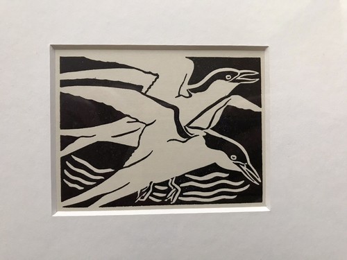 Arctic tern framed - ‘arctic,