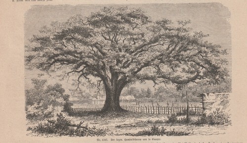 Original humboldt tree print - humboldt,