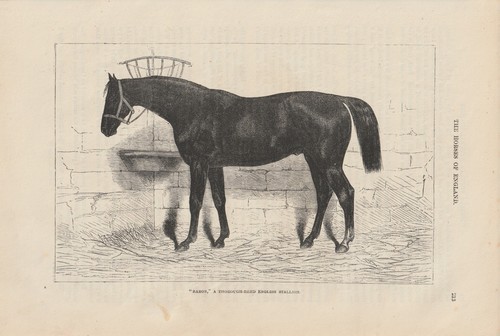 Baron english thoroughbred - baron,