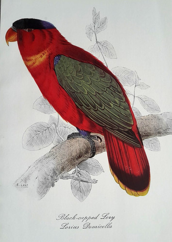 Edward lear lory parrot - lear,