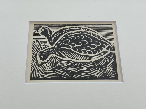 Coots framed woodcut - ‘coots’-,