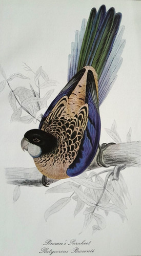 Edward parakeet parrot print - parrot,