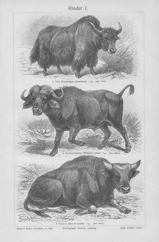 Simmental cattle woodcut from - simmental,