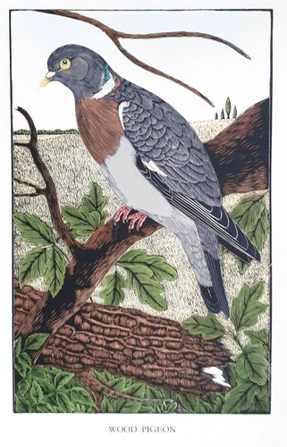 Daglish woodpigeon bird - bird, birds