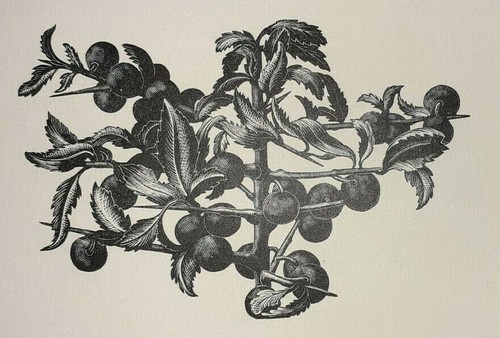 Leighton sloe sloes blackthorn - leighton,