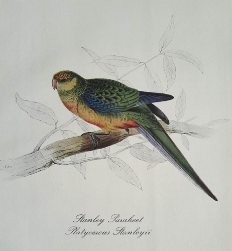 Edward lear parakeet parrot - edward,