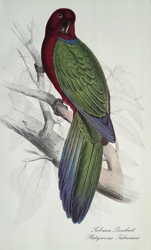 Edward lear tabuan parakeet - edward,
