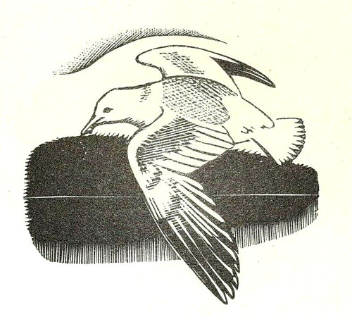 Sea gull seagull - seagull, 1948