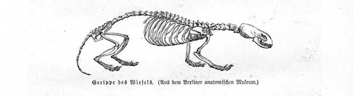 Skeleton hermelin mustela - hermelin, (mustela