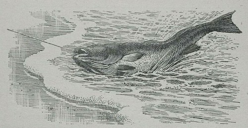 Hooked fish tunnicliffe - hooked, by