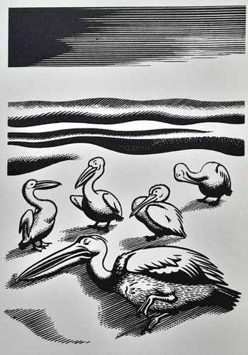 Clifford webb pelican - webb, pelicans