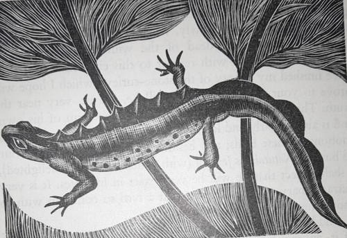 Oldham newt amphibian - oldham,