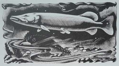 Pike fish print woodcut - pike,