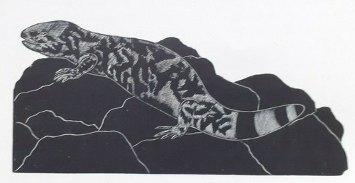 Gila monster heloderm - heloderm, 1920s