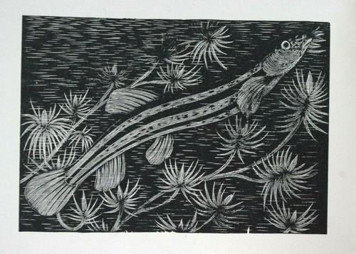 Giant loach thunder 1920s - thunder, :