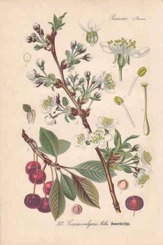 Prunus cerasus sour cherry - cerasus,